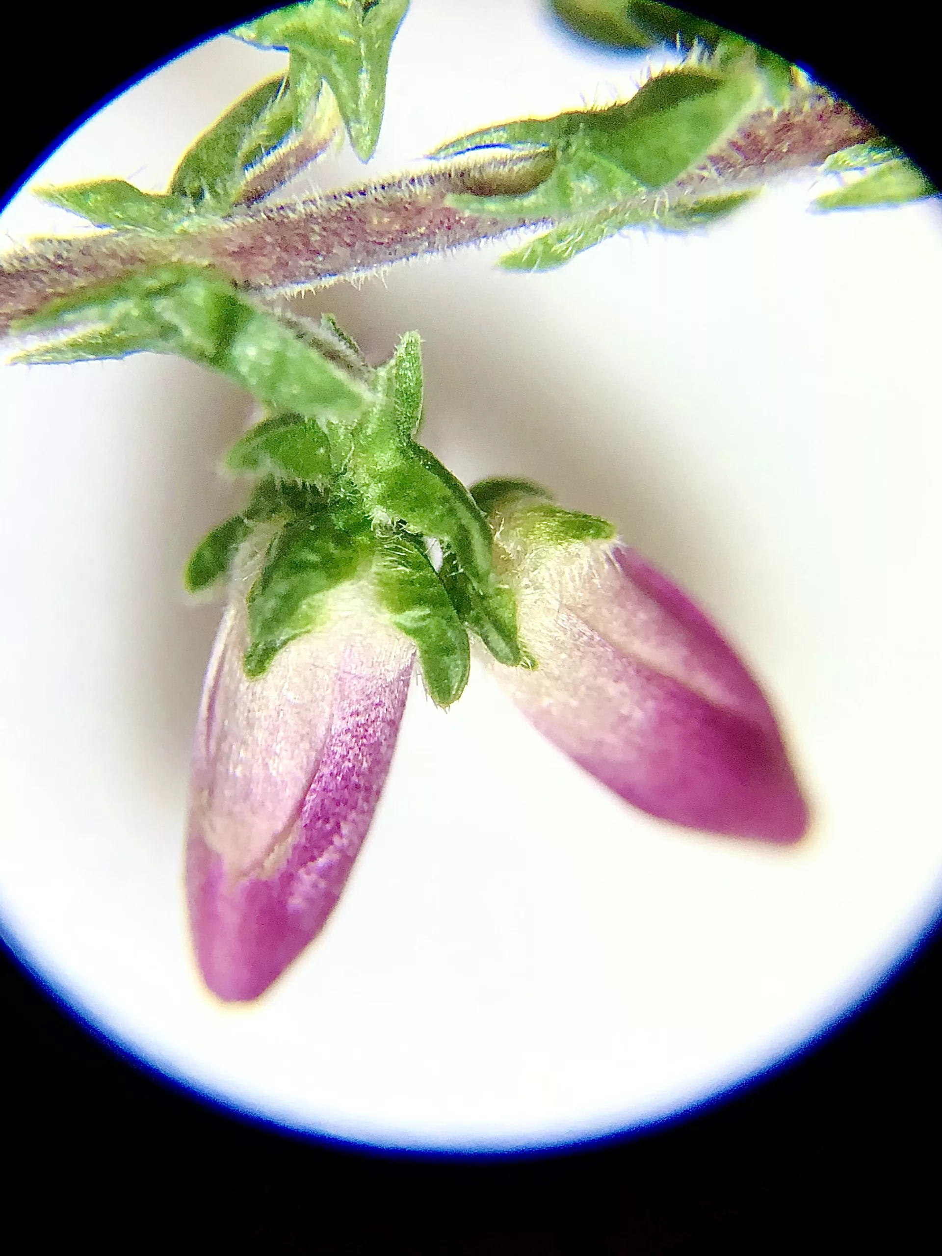 Mikroskop för barn 🔬 - Bild 4