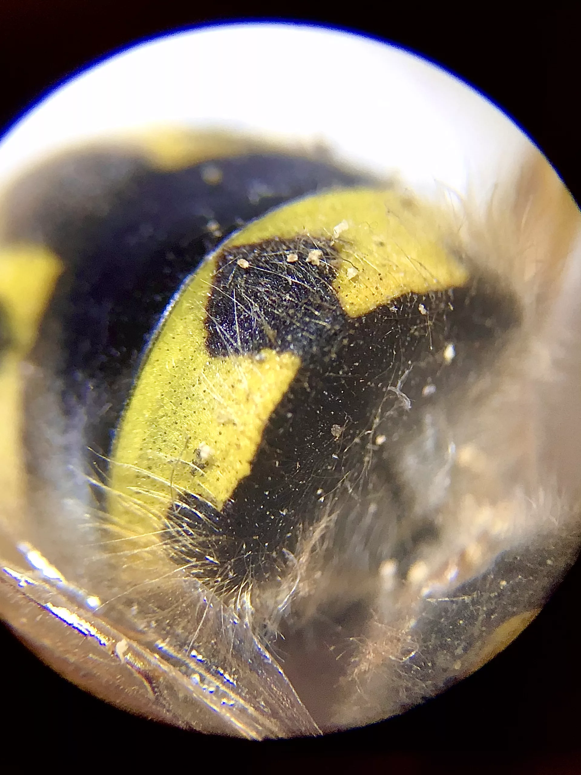 Mikroskop för barn 🔬 - Bild 6