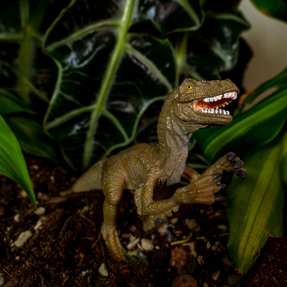 Velociraptor